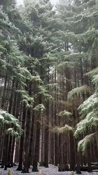 Snow at Barrington. Video by Chris Dillon