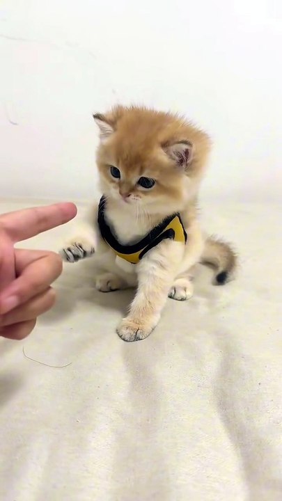 Lindo gatito 😻
