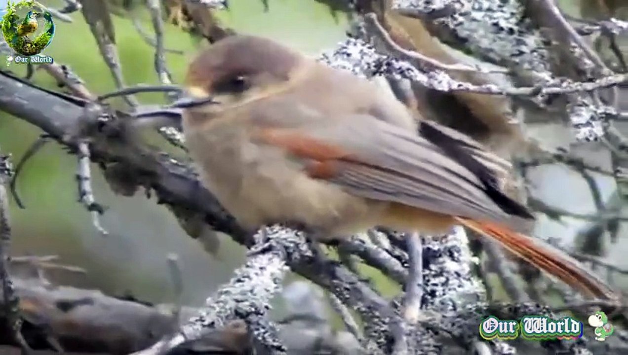 Siberian Jay - Perisoreus infaustus