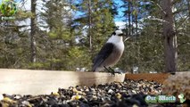Canada Jay - Perisoreus canadensis
