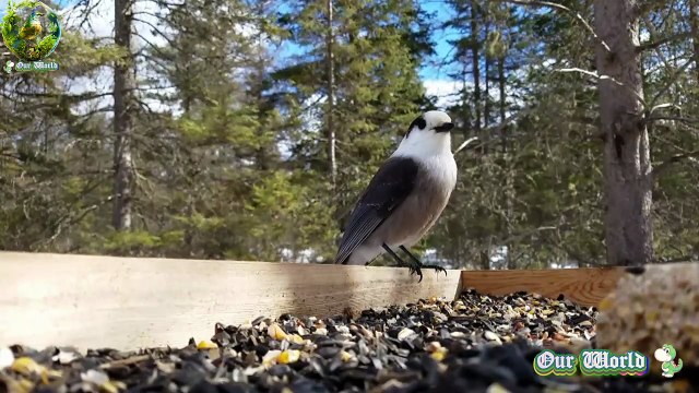 Canada Jay - Perisoreus canadensis