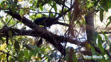 Discover the Dwarf Jay 🐦: The Tiny Cyanolyca nanus