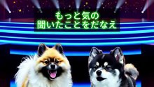 【番宣犬】🎤ポメラニアン うた銀の番組宣伝！最新エンタメ情報をお届け！[Promotional Dog] 🎤 Pomeranian Utagin promoting the show! Bringing you the latest entertainment news!