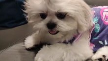 🔴 CUTIE PICKLES DAYOUT AT THE MALL #shihtzu