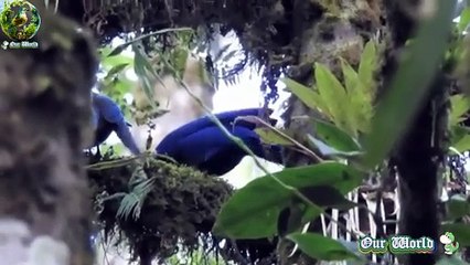Black-collared Jay - Cyanolyca armillata