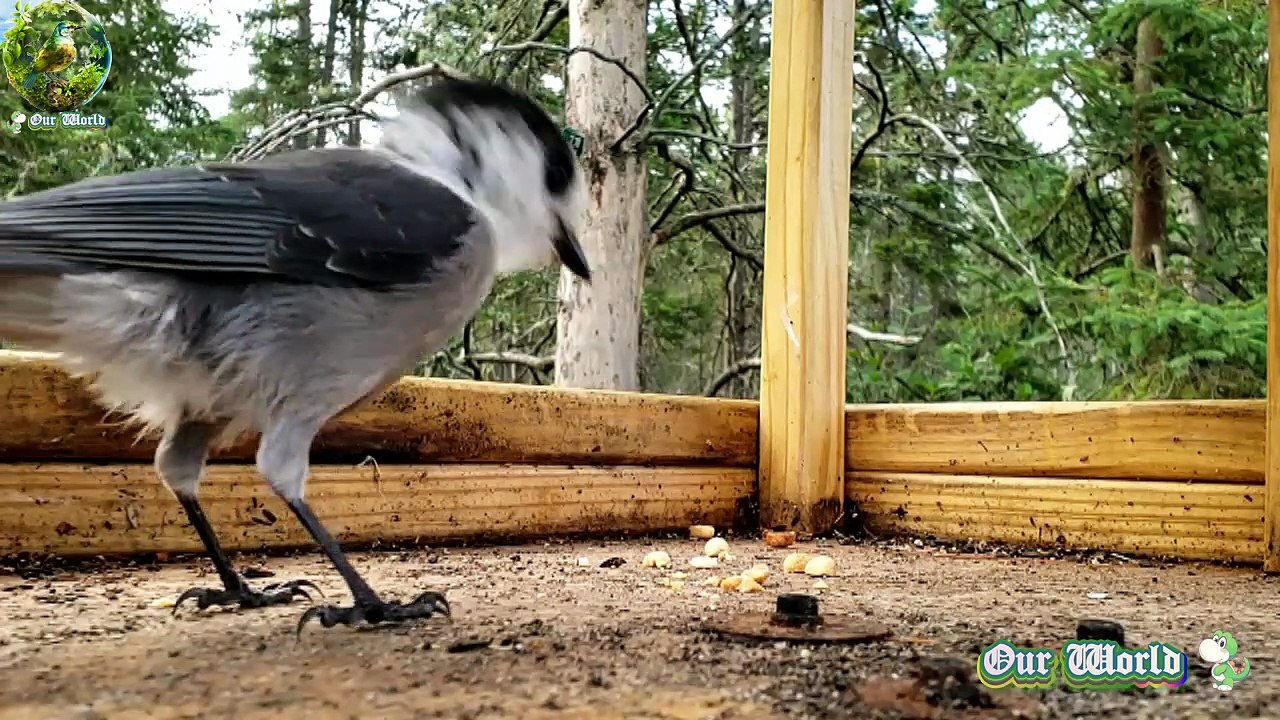 JAY
