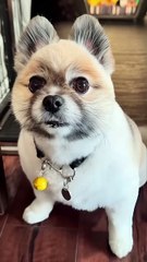 誘拐された銀ちゃん　宇宙人にさらわれたポメラニアン　Kidnapped Gin-chan: A Pomeranian snatched by aliens