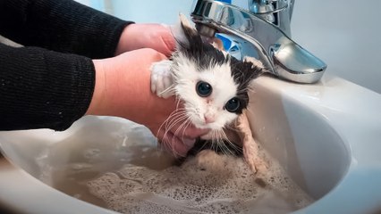 Angry Feral Cat Transforms After First Bath