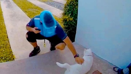 This Cat Is Obsessed With Her Favorite Delivery Man