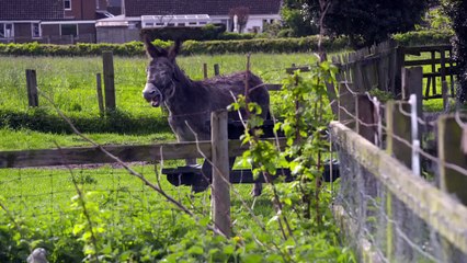 The Yorkshire Vet At Home With The Greens S02E04