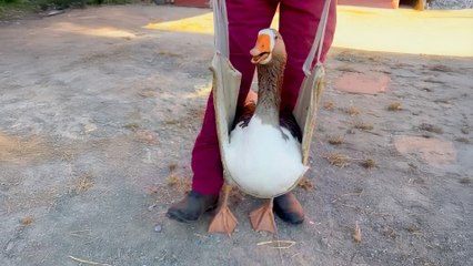 Goose Who Was Told He’d Never Walk Defies the Odds—Now He Runs to His Friends