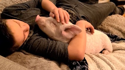 Resilient Baby Pig Leaps Off Truck and Now Lives for Love and Cheerios