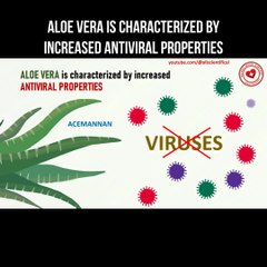 Aloe Vera is characterized by increased antiviral properties