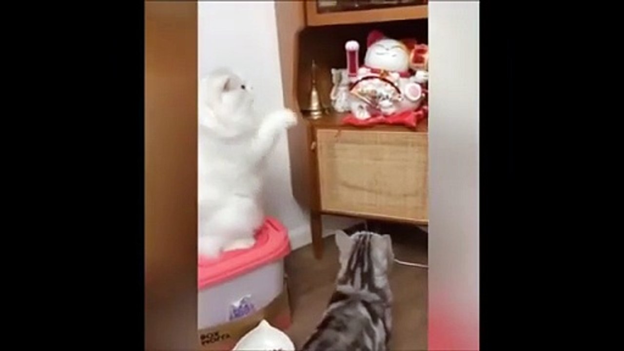 Cute pets