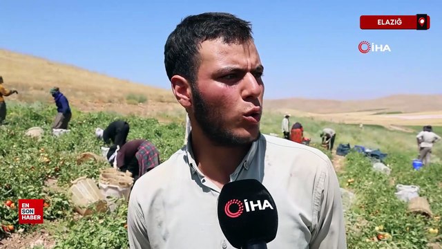 Elazığ'da iki bin dönüme domates ekti