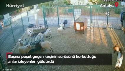 Başına poşet geçen keçinin sürüsünü korkuttuğu anlar izleyenleri güldürdü