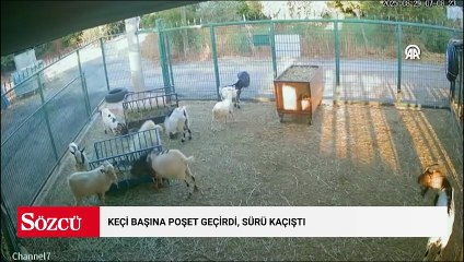 Başına poşet geçen keçinin sürüsünü korkuttuğu anlar izleyenleri güldürdü