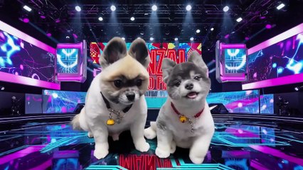 【衝撃デビュー】可愛すぎる犬の漫才師「銀ちゃんうたちゃん」爆誕！　[Shocking debut] The adorable dog comedian "Gin-chan Uta-chan" is born!