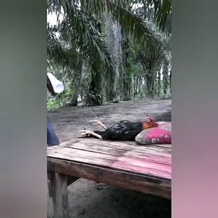 vidéos drôles  (videos droles) (videos drôles)