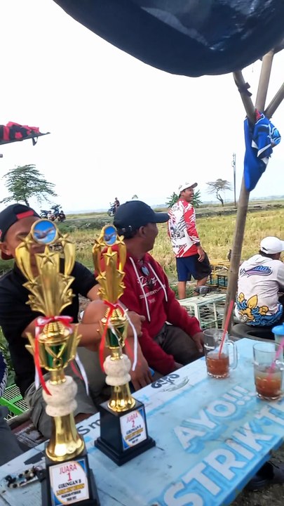 Merpati pantauan murmer