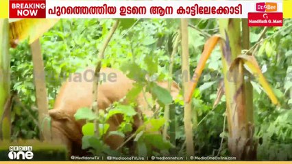 കാട്ടാന ശല്യം രൂക്ഷമായ മേഖലകളിൽ പ്രതിരോധ സംവിധാനങ്ങൾ സമയബന്ധിതമായി പൂർത്തിയാക്കുമെന്ന് അധികൃതർ