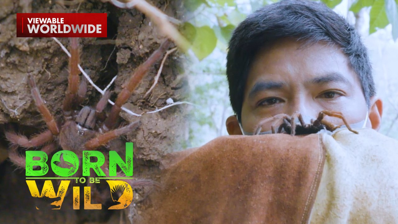 Romblon pink tarantula, kayang tumalon nang 2 meters?! | Born to be Wild