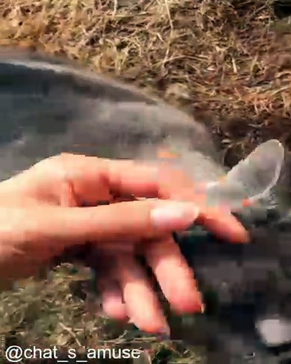 Chats Qui Font des Bêtises Extrêmes_1754225573