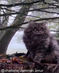 Chats Qui Font des Expériences Hilarantes_1754229709