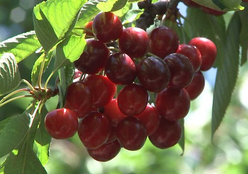 Türkiye’nin zengin mirası canlanıyor: Değerlerin Daveti’nde günün ürünü: Amasya Kirazı
