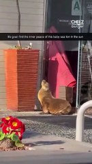 Need to come back in my next life as a baby sea lion… (Credit: Danielle Dahle) #sealionpup