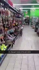 He looks like he’s trying to get the latest sale #petstore #dogrun #runningdog #crazypet