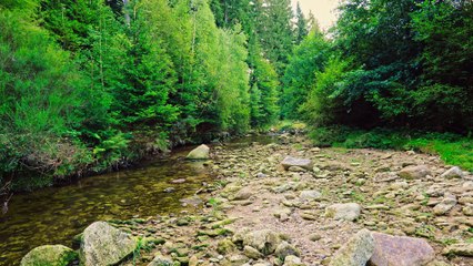 Where Water Meets Birdsong - Forest Stream Sounds for Sleep & Relaxation