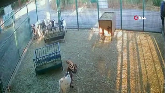 Yerdeki poşeti başına geçiren cüce keçi, diğer keçilerin kabusu oldu