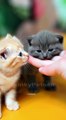 Cute Maniature Kitties - FunkyPets4u   #funnypets #pets #cat #cats #petvideos #cutecat