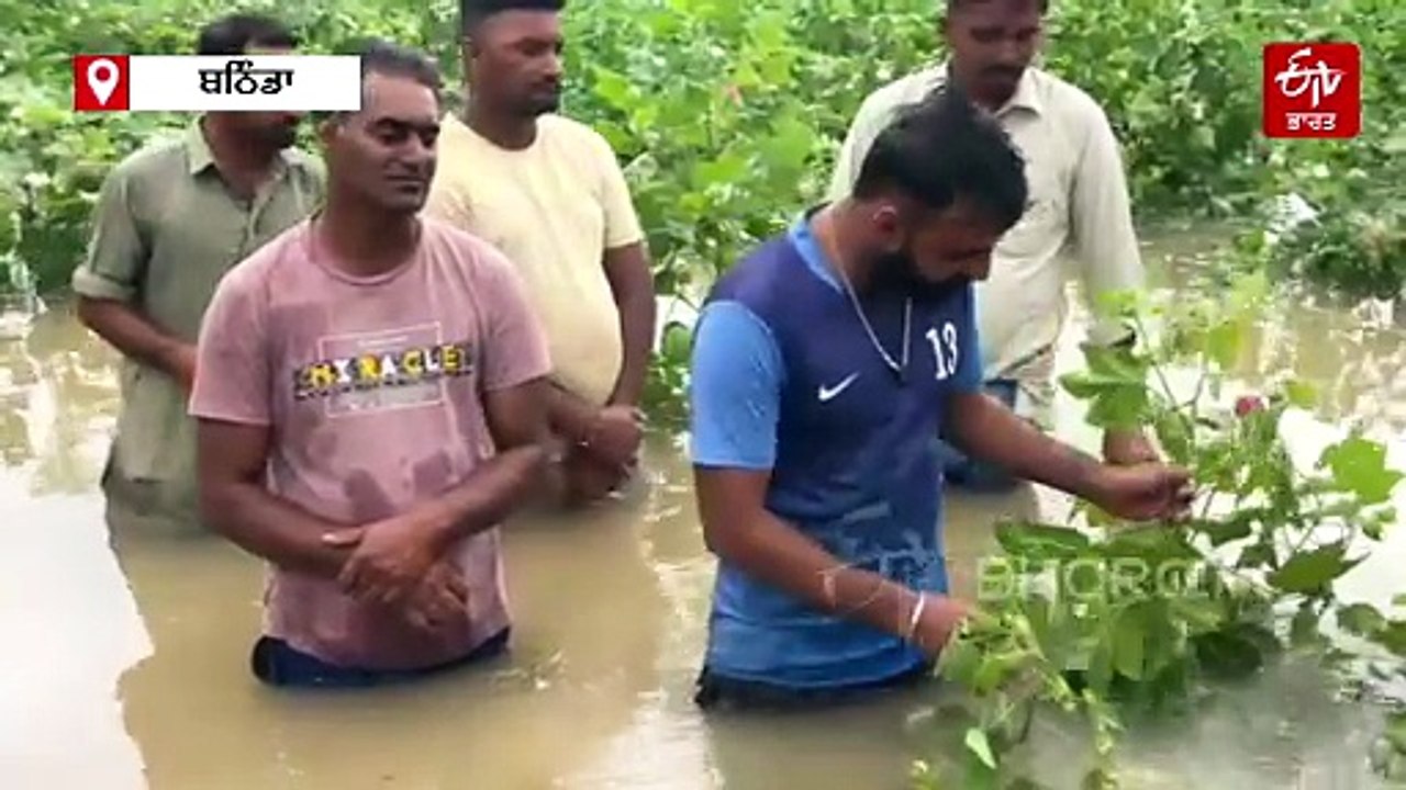 ਭਾਰੀ ਮੀਂਹ ਦੀ ਨਰਮੇ ਉੱਤੇ ਮਾਰ, ਪਾਣੀ ਵਿੱਚ ਡੁੱਬੀ ਫਸਲ...