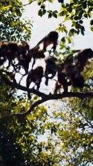 This Is Why Elephants Fear Nothing! 🐘💥 2#P12