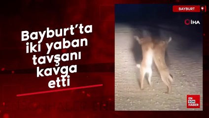 Bayburt’ta iki yaban tavşanı kavga etti