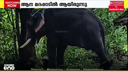 ആലപ്പുഴയിൽ മദപ്പാടിലായിരുന്ന ആനയെ അഴിക്കുന്നതിനിടെ പാപ്പാനെ കുത്തി