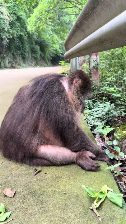 Is this the cutest monkey you've ever seen？ #monkey #monkey #xingxing.