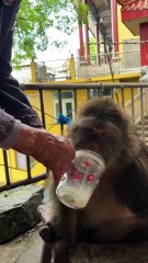 It's a little girl 🥰 #monkey #monkey #xingxing #cute #lovely