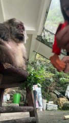 Let someone else peel sweet potatoes for Xingxing to eat. #monkey