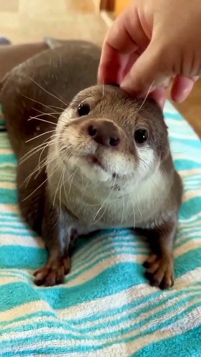 Otter