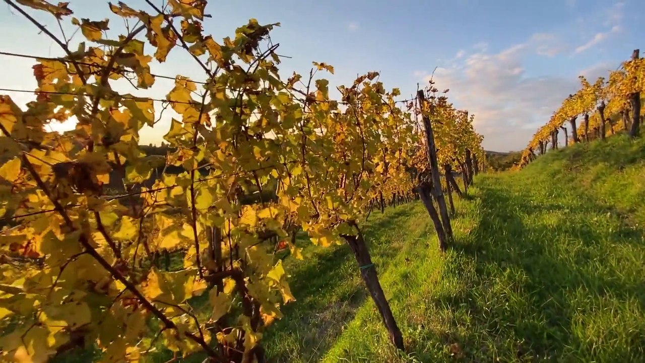 Vendemmia 2025 in anticipo, ma le previsioni sono ottime