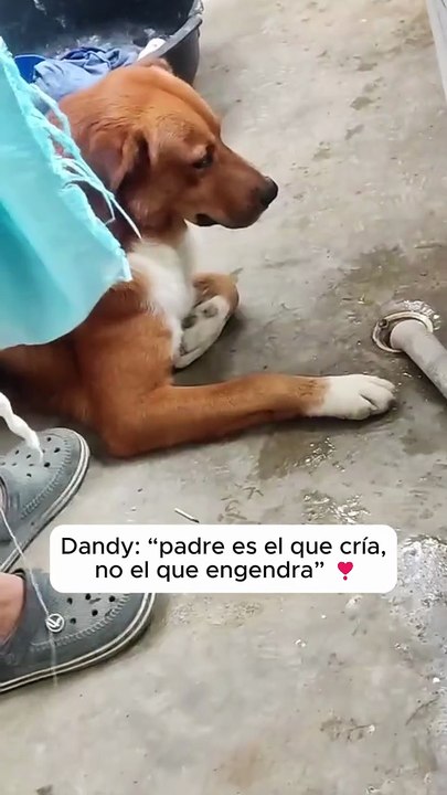 Dejenle el pollito 🐕 a dandy 🐣🙄