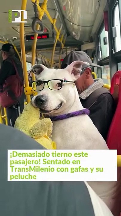 Ese 🐕 si trae el super look