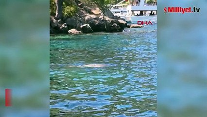 Fethiye'de görüldü! Çevredekiler fark edip telefona sarıldı