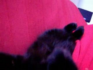 Petit chat qui dort sur le dos