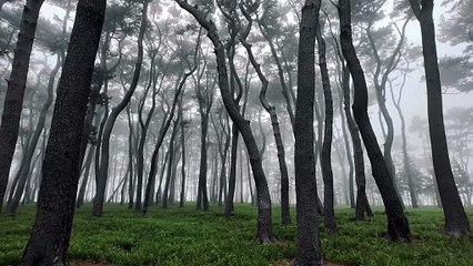 Misty Forest with Tall Trees in Foggy Atmosphere - 4K