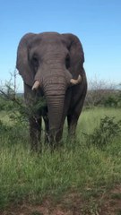 wild animals elephant and natural view ❤️❤️❤️❤️❤️
