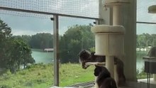 Chill, Play, Repeat 😻☀️ How Cats Spend the Perfect Summer Day #shorts #funnycats #funnyanimals #cutecats #cuteanimals #love #family